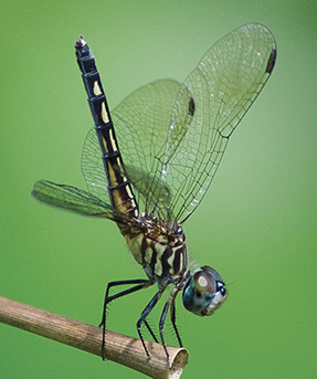 Dragonfly perched on stem